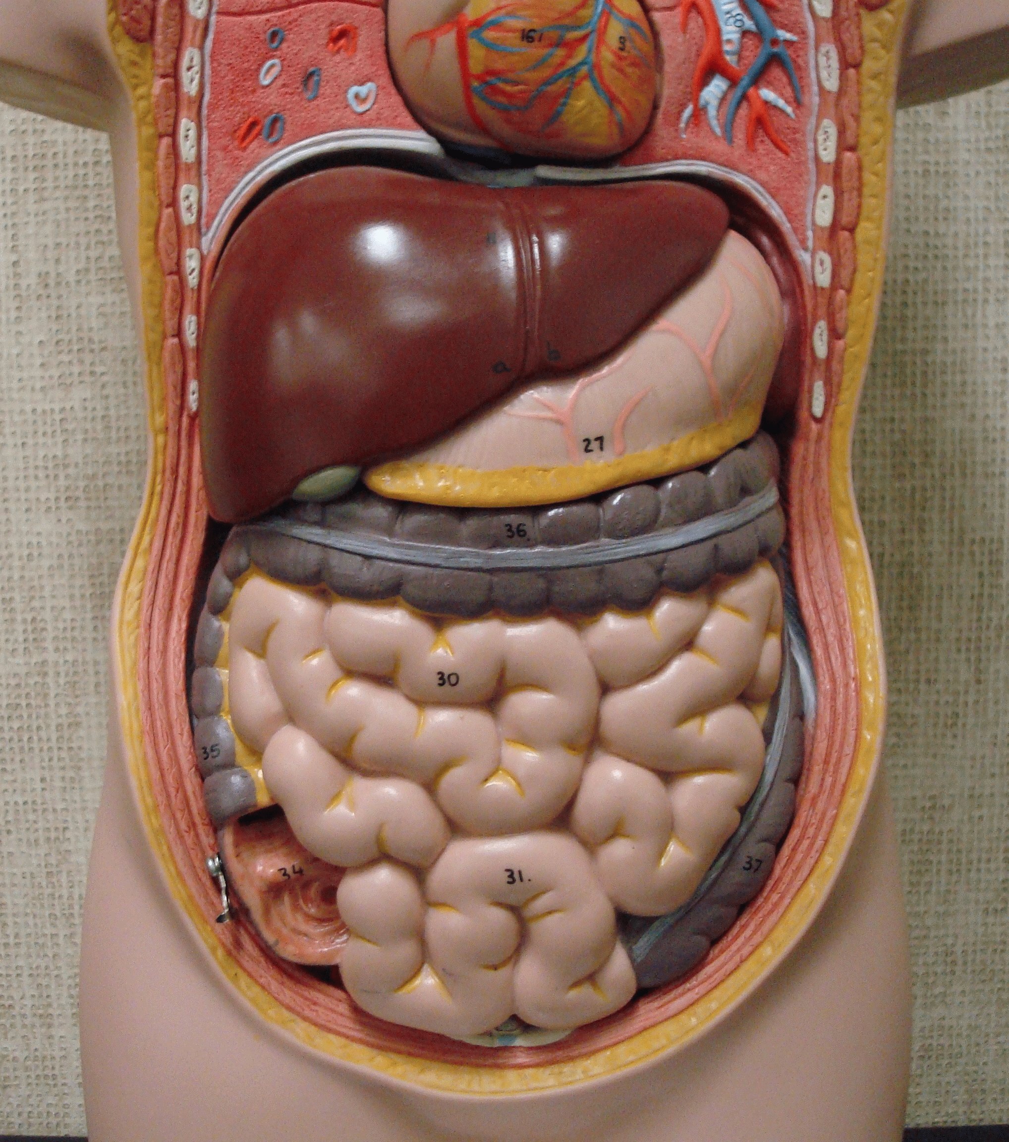 расположение органов у женщин внизу живота фото