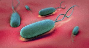 Helicobacter pylori в организме