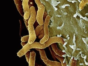 Бактерии Helicobacter pylori