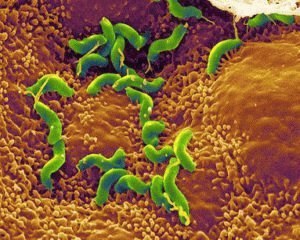 Бактерия Хеликобактер пилори