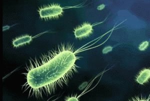 Бактерия Хеликобактер пилори 