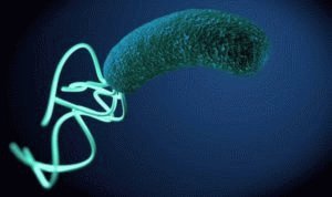 Бактерия Хеликобактер Пилори