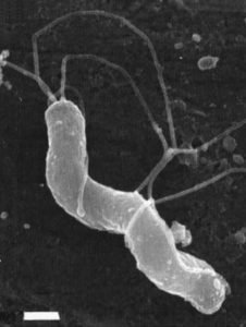 Бактерии Helicobacter pylori