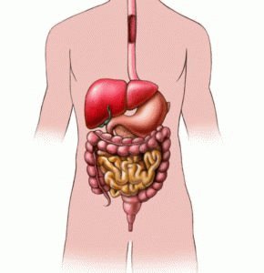 Органы желудочно-кишечного тракта