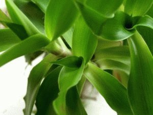 Растение золотой ус