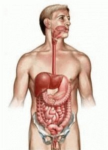 Желудочно-кишечный тракт человека
