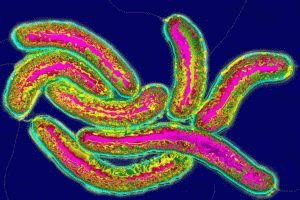Бактерии холеры