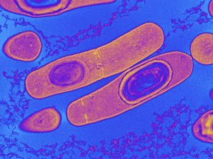 Бактерии клостридии