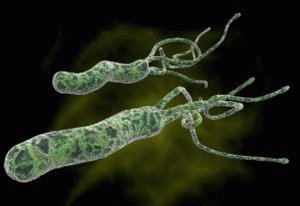 Бактерии хеликобактер пилори
