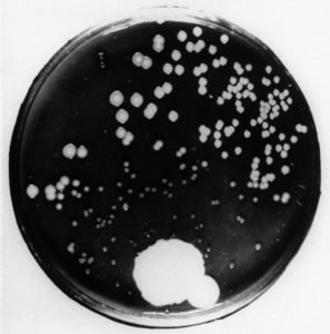Пенициллин и микробиология