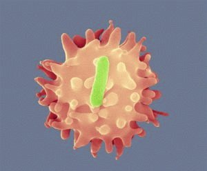 Бактерия шигелла