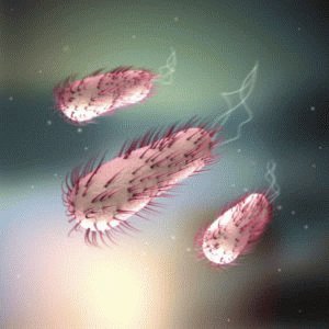 Хеликобактерная бактерия