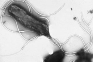 Бактерия хеликобактер пилори