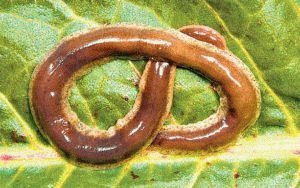Удлинённый плоский червь