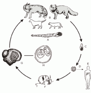 Жизненный цикл E. multilocularis