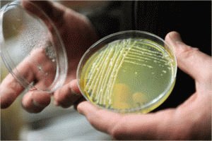 Бактериологический посев