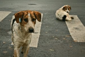 Собаки на улице