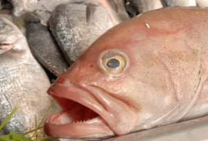 Рыба болеет анизакидозом