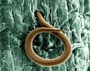 Круглый червь нематода