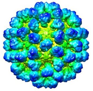 Калицивирус в организме