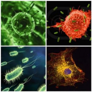 Микробы опасны для человека