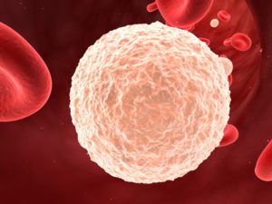 Лейкоциты в крови человека