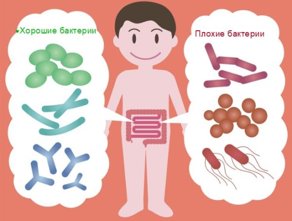 Полезные и вредные бактерии в кишечнике