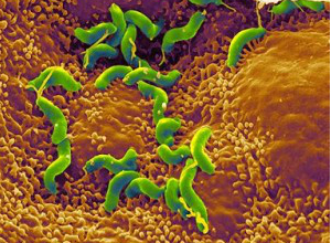 Микробы в пищеварительном тракте