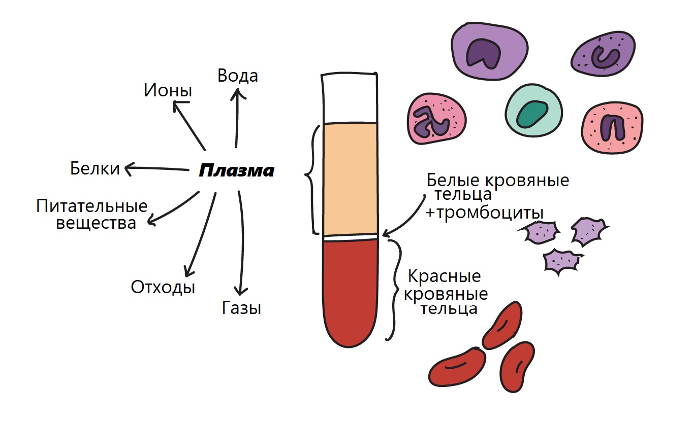 Тест клетки крови. Эритроциты лейкоциты тромбоциты. Blood components. Клетки крови эритроциты лейкоциты тромбоциты рисунок. Тромбоциты на белом фоне.